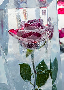 Rose frozen in ice, close-up. The background of a red rose flower in an ice cube with an air bubble.