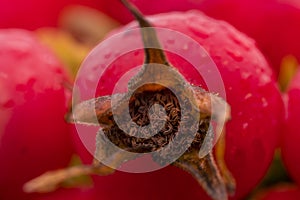 Rose fruit. View from the peduncle side .