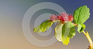 Rose Gall Wasp Diplolepis bicolor - Galls on Wild Rose