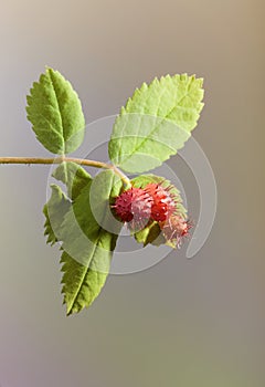 Rose Gall Wasp - Galls on a Wild Rose