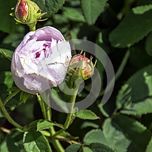 Rose gallica Duchesse de Montebello known as rosa Prolifera de Redoute in British park