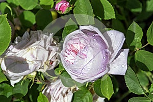 Rose gallica Duchesse de Montebello known as rosa Prolifera de Redoute in British park