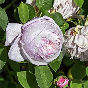 Rose gallica Duchesse de Montebello known as rosa Prolifera de Redoute in British park