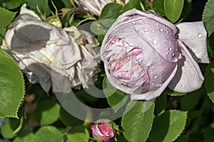 Rose gallica Duchesse de Montebello known as rosa Prolifera de Redoute in British park