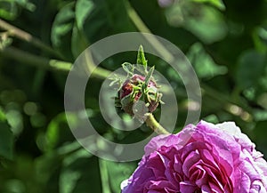 Rose gallica Oeillet Flamand in British park - London, UK