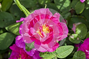 Rose gallica var. officinalis photo