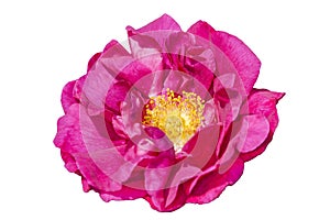 Rose gallica var. officinalis photo