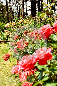 Rose garden