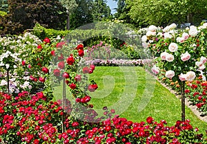 Rose garden