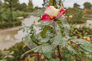 Rose Garden