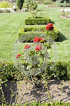 Rose garden