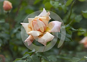 rose in garden