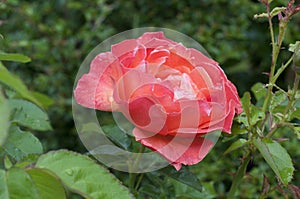 Rose in garden