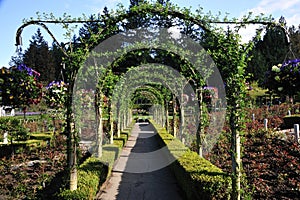 Rose garden arches and path