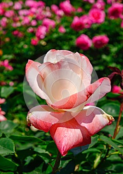 Rose garden at Ashikaga Park in Japan