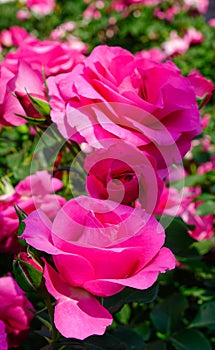 Rose garden at Ashikaga Park in Japan