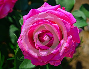 Rose garden at Ashikaga Park in Japan