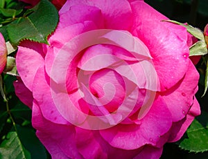 Rose garden at Ashikaga Park in Japan