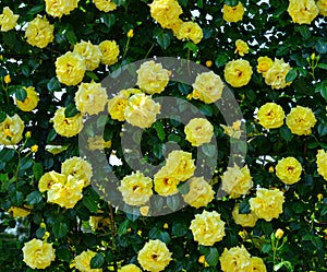 Rose garden at Ashikaga Park in Japan