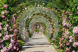 The rose garden Beutig in Baden-Baden