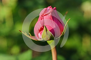 Rose- garden blurred background