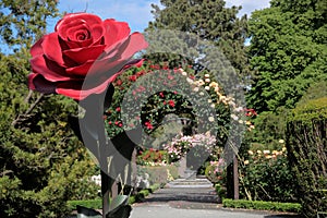 Rose garden in the Botanic Gardens