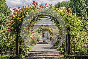 Rose garden in the Botanic Gardens
