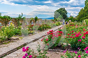 Rose garden at botanical garden of Balchik palace in Bulgaria