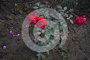 Rose garden Chandigarh. Rose plants with beautiful rose. colourful flowers.