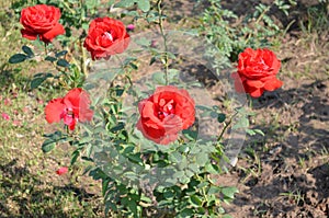 Rose garden Chandigarh. Rose plants with beautiful rose. colourful flowers.