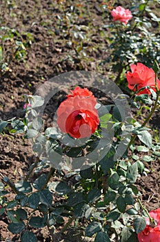 Rose garden Chandigarh. Rose plants with beautiful rose. colourful flowers.