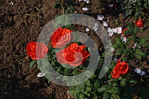 Rose garden Chandigarh. Rose plants with beautiful rose. colourful flowers.