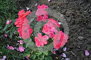 Rose garden Chandigarh. Rose plants with beautiful rose. colourful flowers.