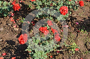 Rose garden Chandigarh. Rose plants with beautiful rose. colourful flowers.