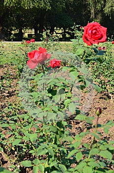Rose garden Chandigarh. Rose plants with beautiful rose. colourful flowers.