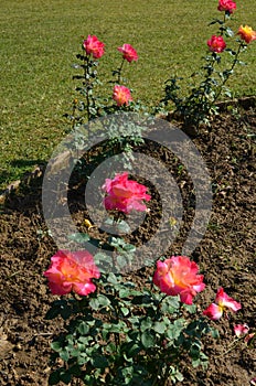 Rose garden Chandigarh. Rose plants with beautiful rose. colourful flowers.