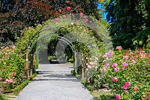 Rose Garden in Christchurch Botanic Garden, New Zealand.