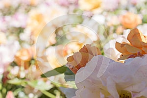 Rose garden. Detail close up. Macro photography