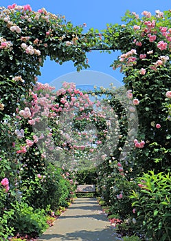 Rose garden flower arcade