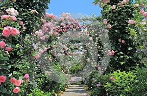 Rose garden flower arcade