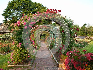 Rose garden