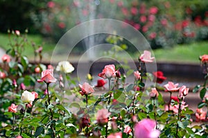 Rose garden