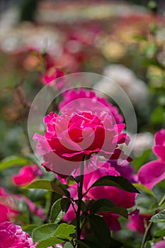 Rose garden with beautiful fresh roses