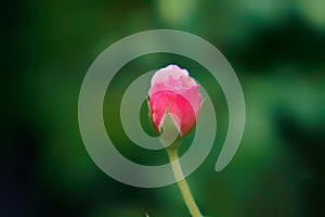 Rose in garden with green leaves bokeh background