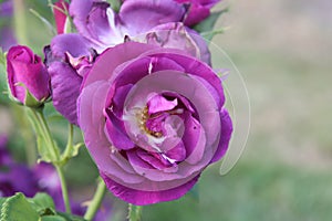 Rose garden Guldemondplantsoen in Boskoop with rose variety Rhapsody in Blue