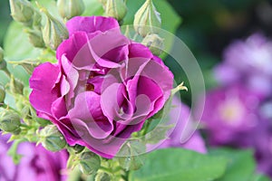 Rose garden Guldemondplantsoen in Boskoop with rose variety Rhapsody in Blue