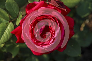 Rose garden Guldemondplantsoen in Boskoop with rose variety Elegance Francaise