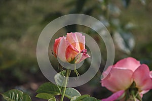 Rose garden Guldemondplantsoen in Boskoop with rose variety Isabelle Autissier