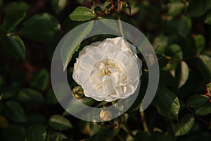 Rose garden Guldemondplantsoen in Boskoop with rose variety La Feuillerie