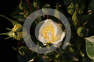 Rose garden Guldemondplantsoen in Boskoop with rose variety limona